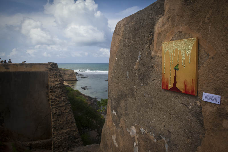 Mushroom 75 - Photo 2