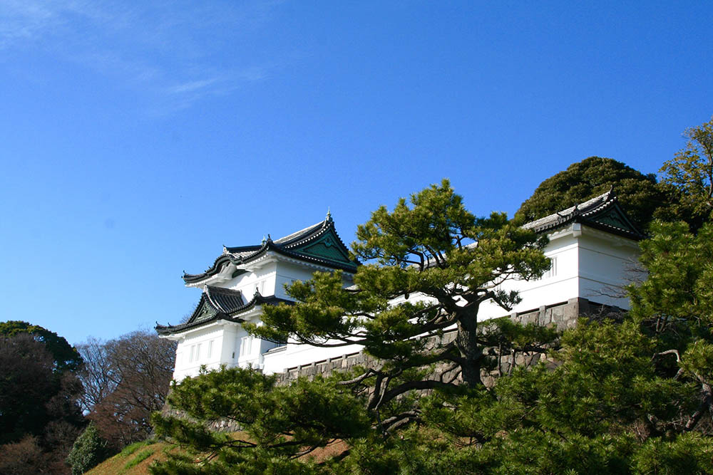 Mushroom 97 - Photo 9