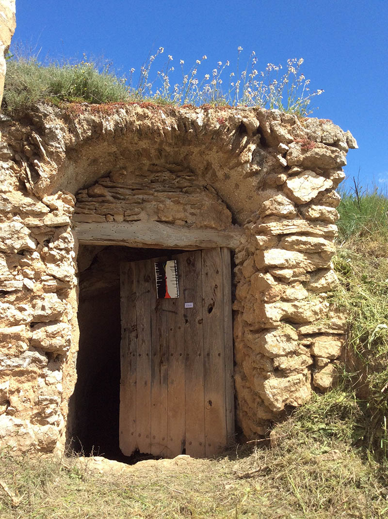 Mushroom 101 - Photo 6